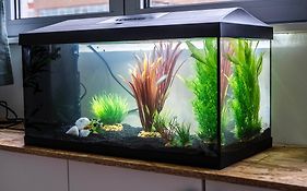 Studio Chaleureux Avec Aquarium