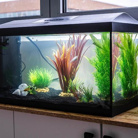 Appartement Studio Chaleureux Avec Aquarium à Marcq-en-Barœul Extérieur photo
