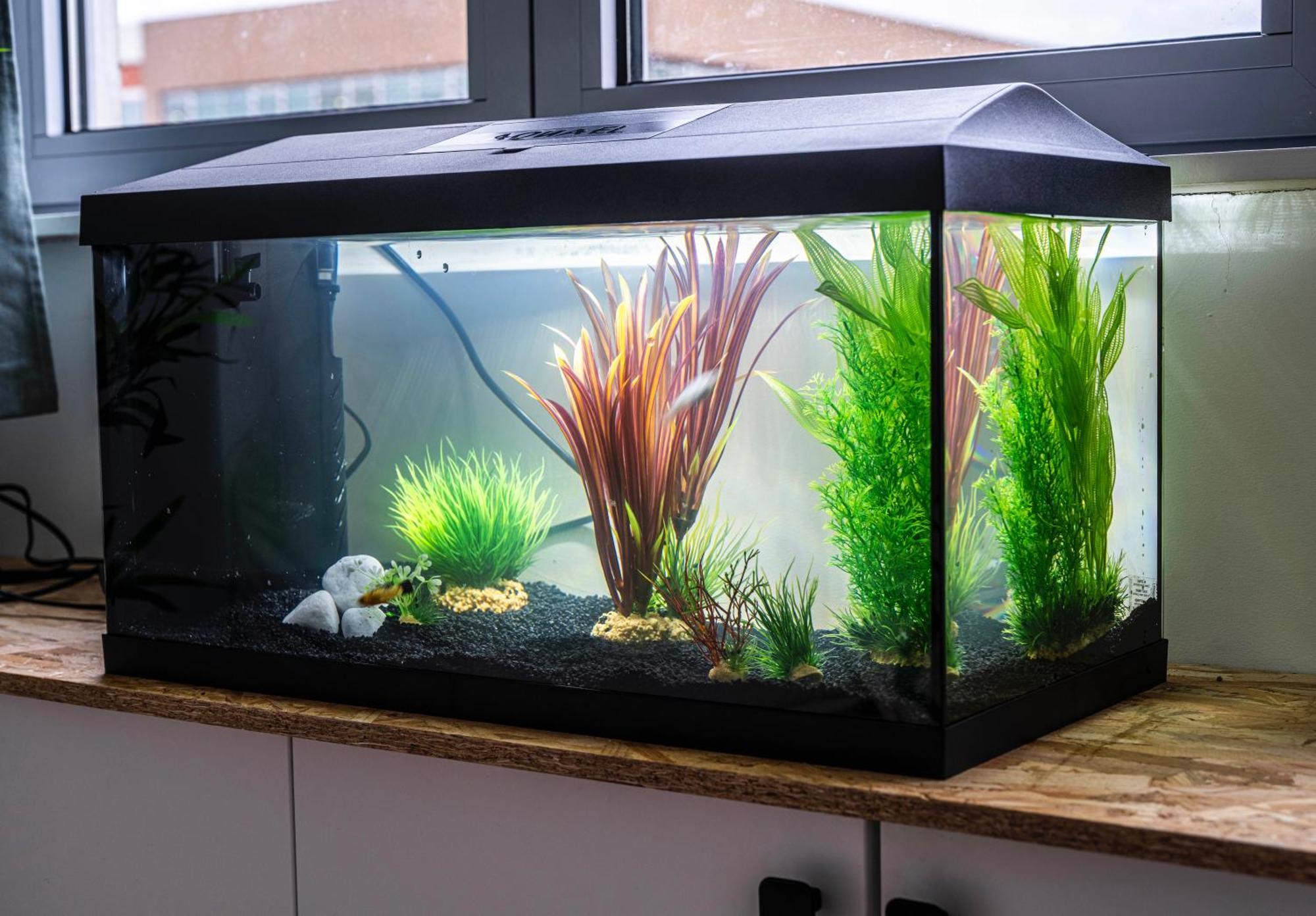 Appartement Studio Chaleureux Avec Aquarium à Marcq-en-Barœul Extérieur photo